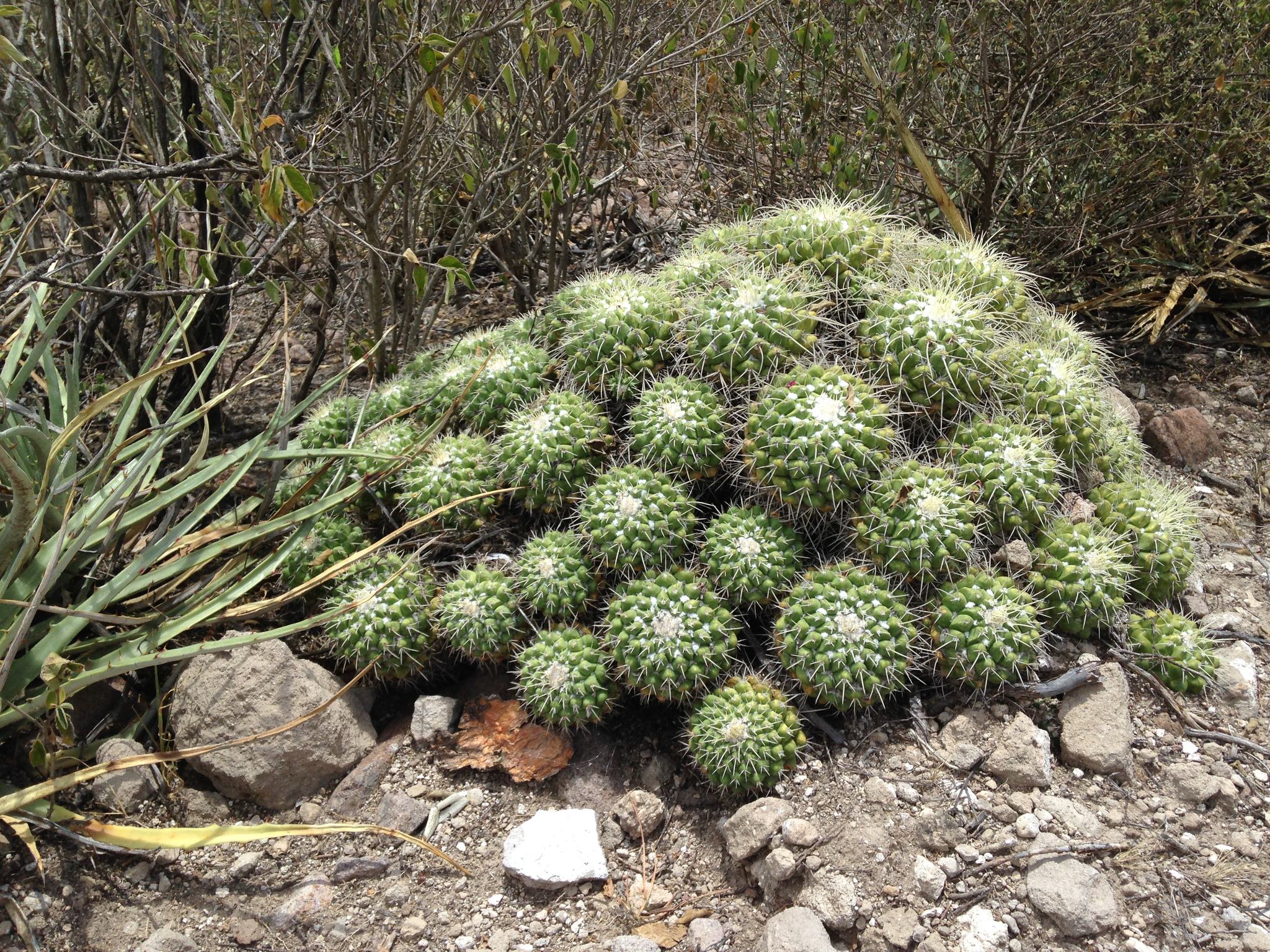 Mammillaria compressa